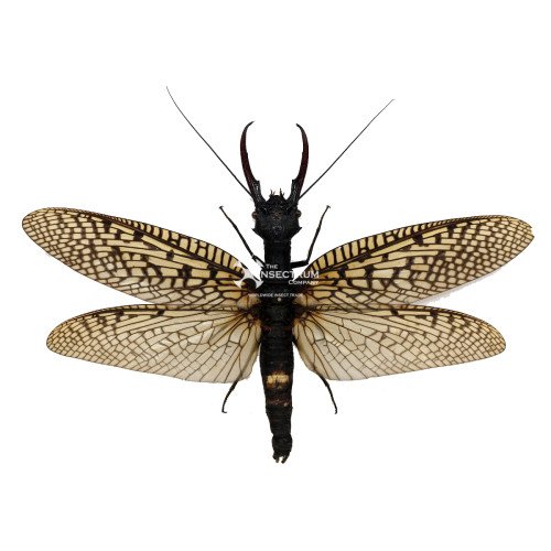 ACANTHACORYDALIS FRUHSTORFERI